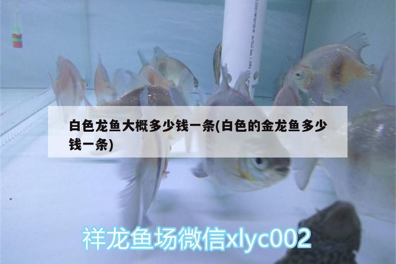 廣州市荔灣區金之彩水族店