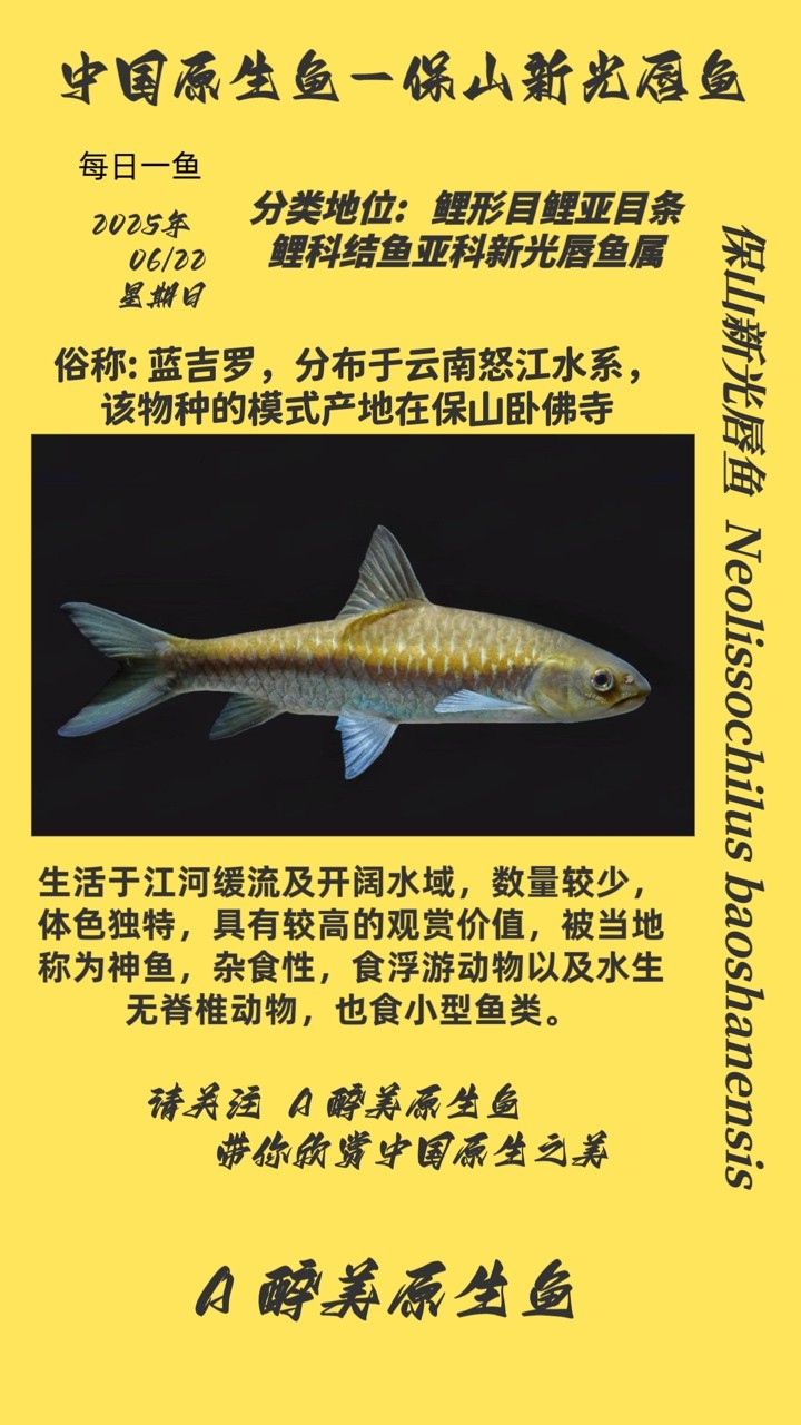 保山新光唇魚