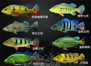 藍帆三間魚，藍帆三間魚的繁殖方法