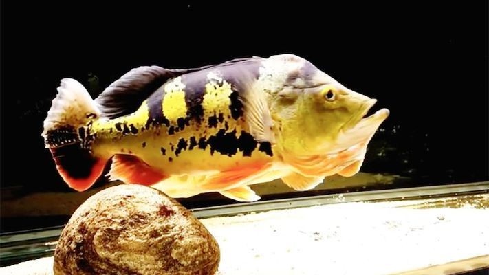 藍帆三間魚，藍帆三間魚的繁殖方法