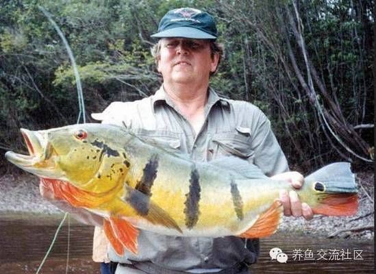 藍帆三間魚，藍帆三間魚的繁殖方法