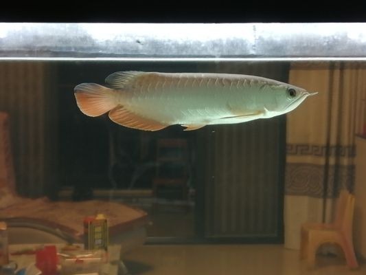 藍帆三間魚，藍帆三間魚的繁殖方法