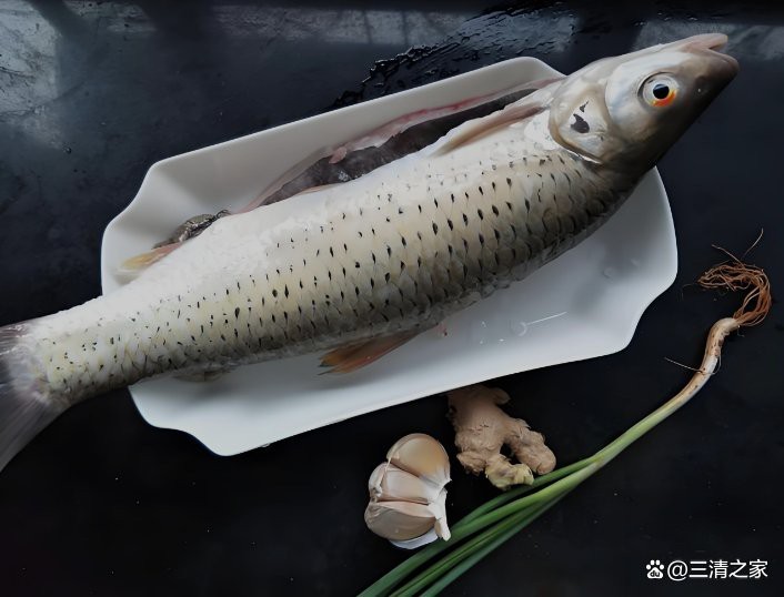 紅眼金龍魚的市場價格是多少？
