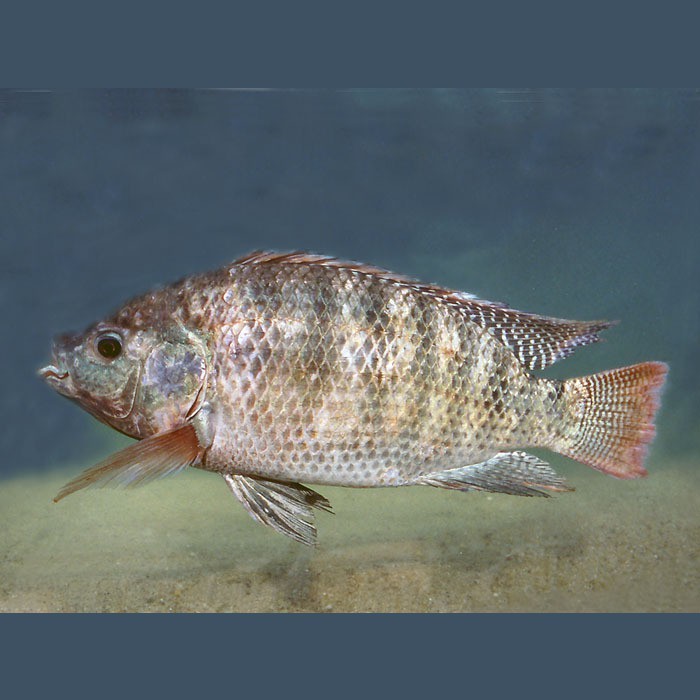 水族館魚類介紹大全 水族館魚類介紹大全 龍魚論壇 第5張