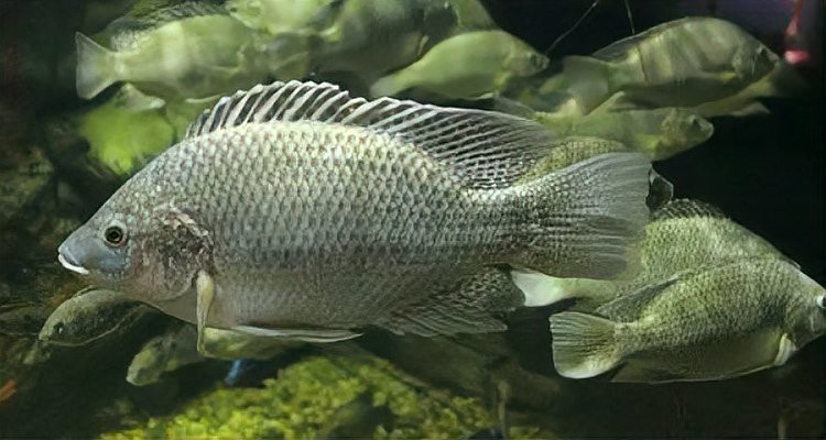 水族館魚類介紹大全 水族館魚類介紹大全 龍魚論壇 第6張
