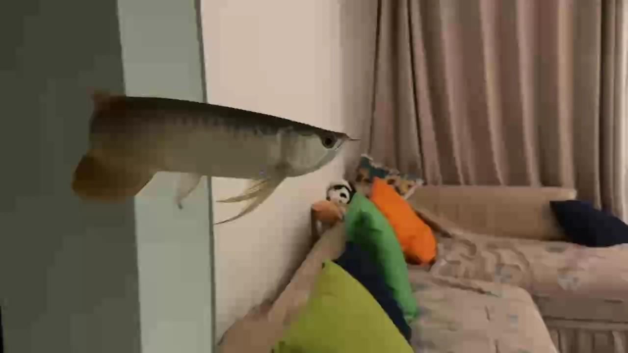 好魚看著就是舒坦