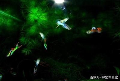 龍王信仰如何影響中國(guó)文學(xué)