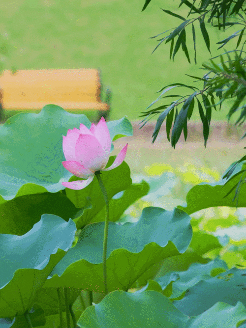 有沒有高清龍壁紙手機(jī)版？