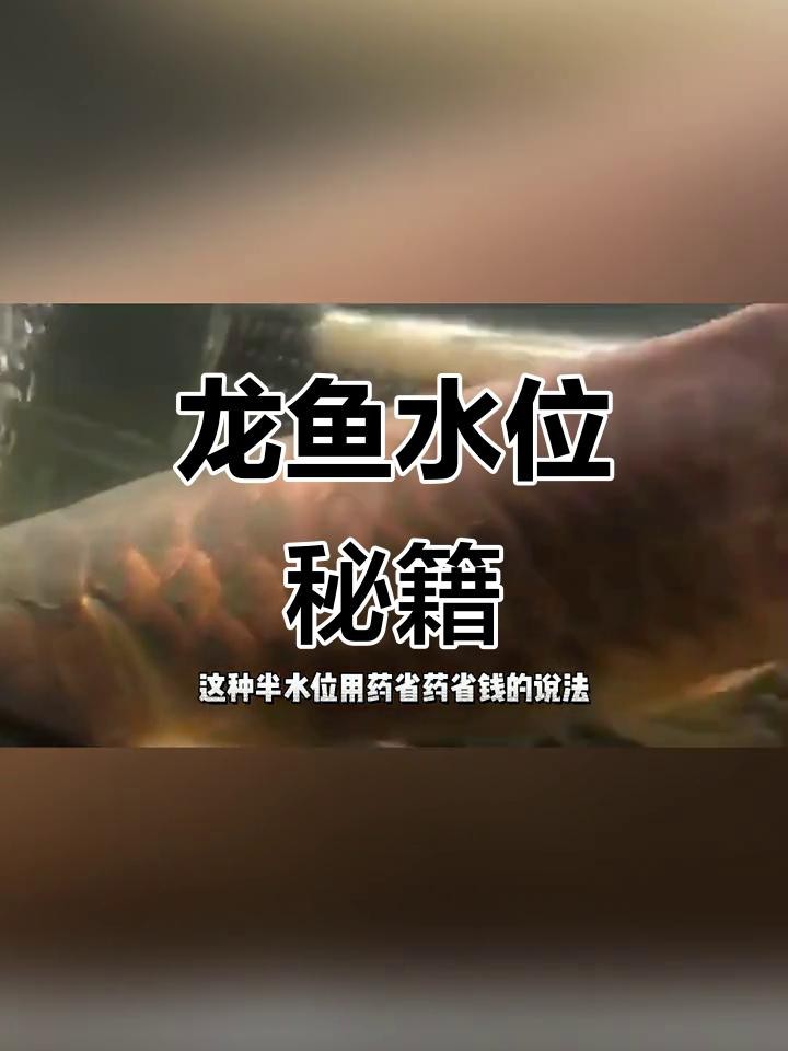 雙水位系統如何影響龍魚健康？
