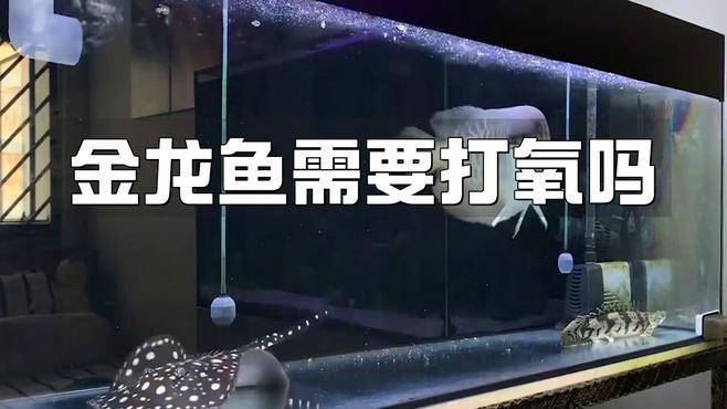 龍魚(yú)趴缸期間需要增氧嗎？