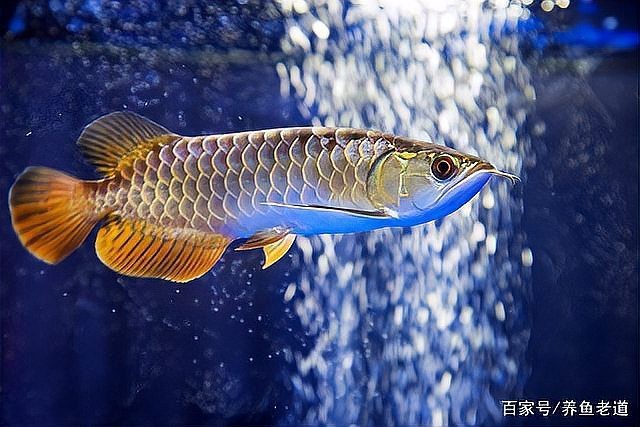 龍魚(yú)趴缸期間需要增氧嗎？