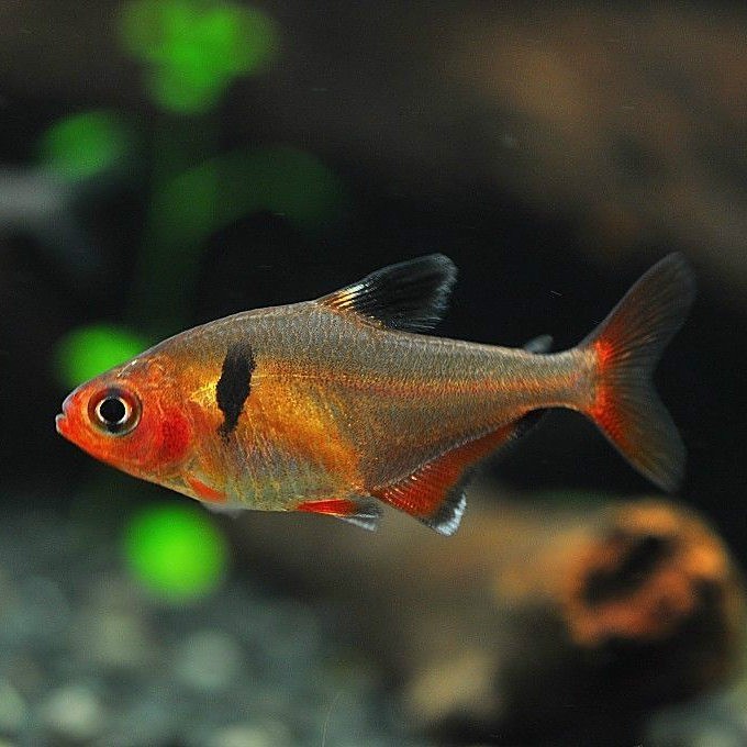 十大最紅扯旗魚排名