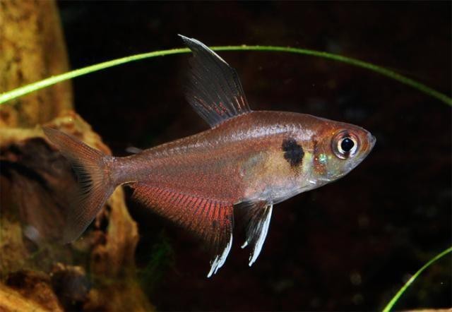 十大最紅扯旗魚排名