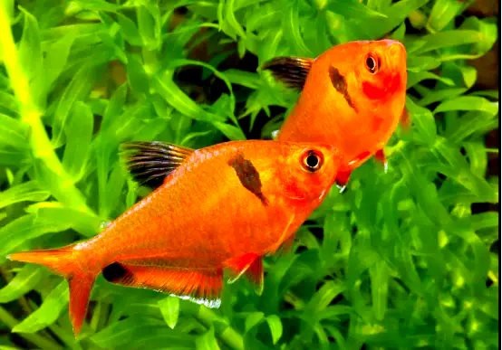 十大最紅扯旗魚排名