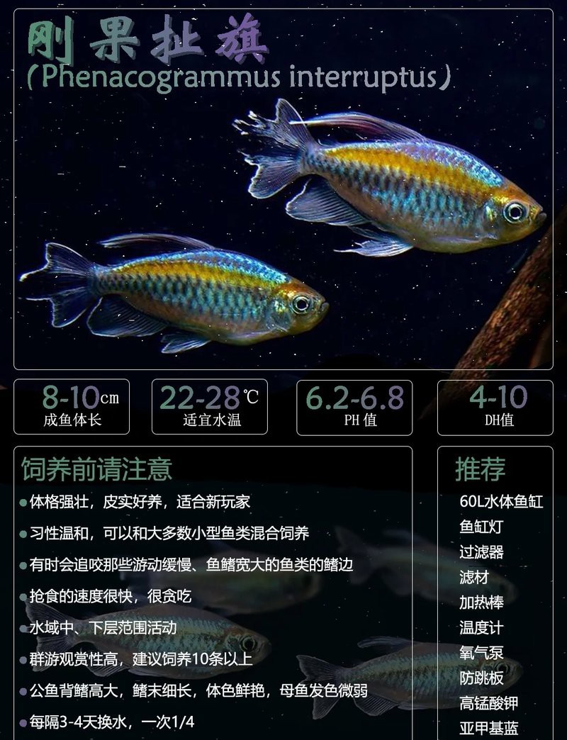 十大最紅扯旗魚排名