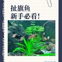 十大最紅扯旗魚排名