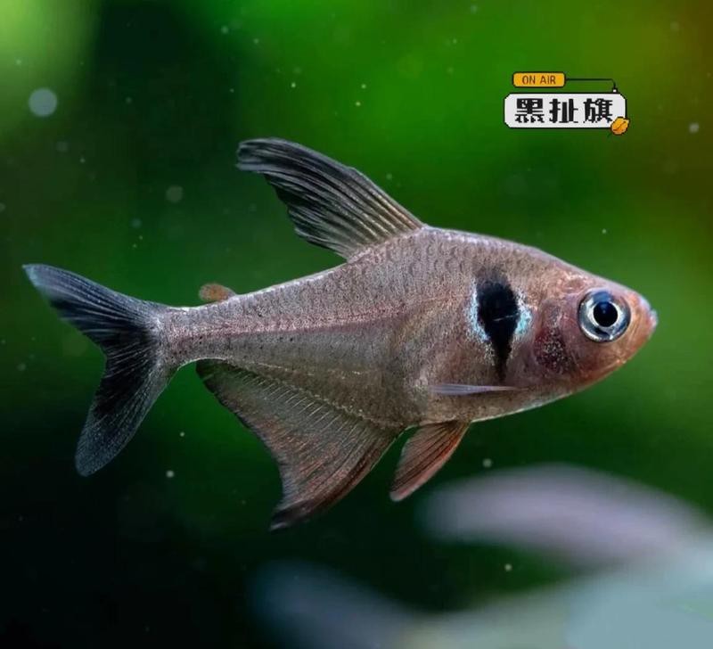 十大最紅扯旗魚排名