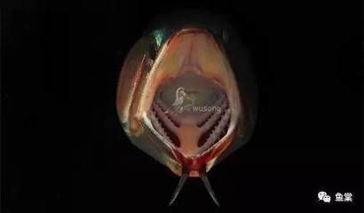 龍魚缸水變綠是什么原因（龍魚缸水變綠是什么原因,）