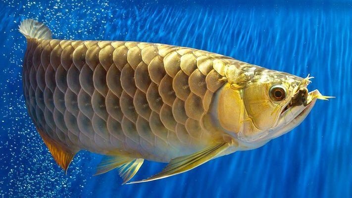 金龍魚下蛋怎么孵化（金龍魚下蛋后需要通過孵化過程將受精卵培育成幼魚）