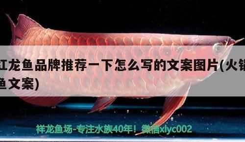 龍魚能與黑桃a混養(yǎng)嗎？：龍魚與黑桃a可以混養(yǎng)嗎
