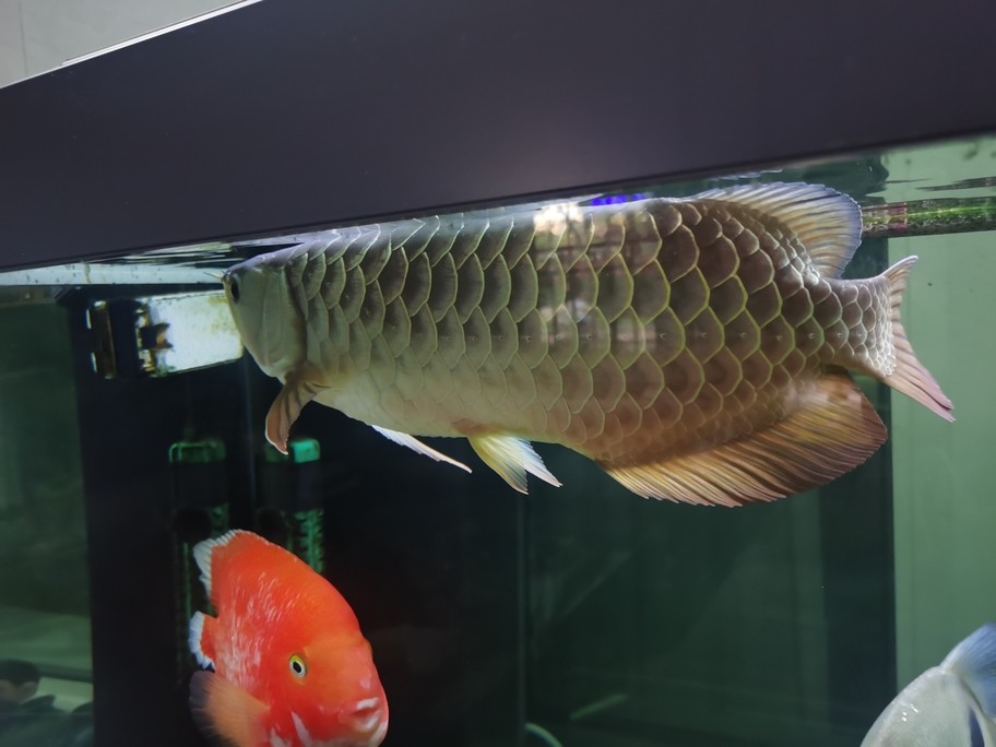 看魚[ciya]