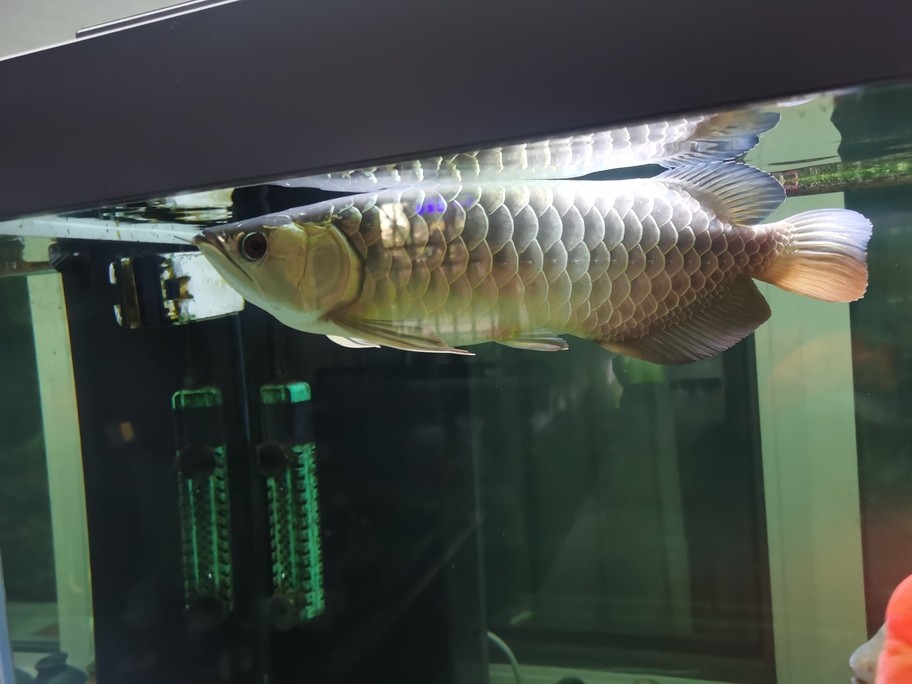看魚[ciya]