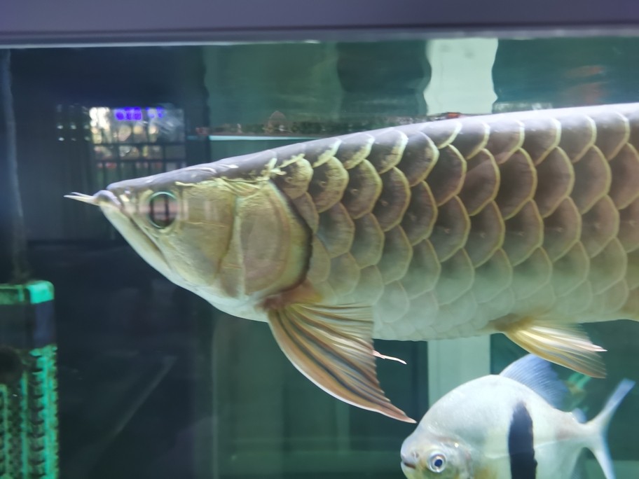 看魚[ciya]