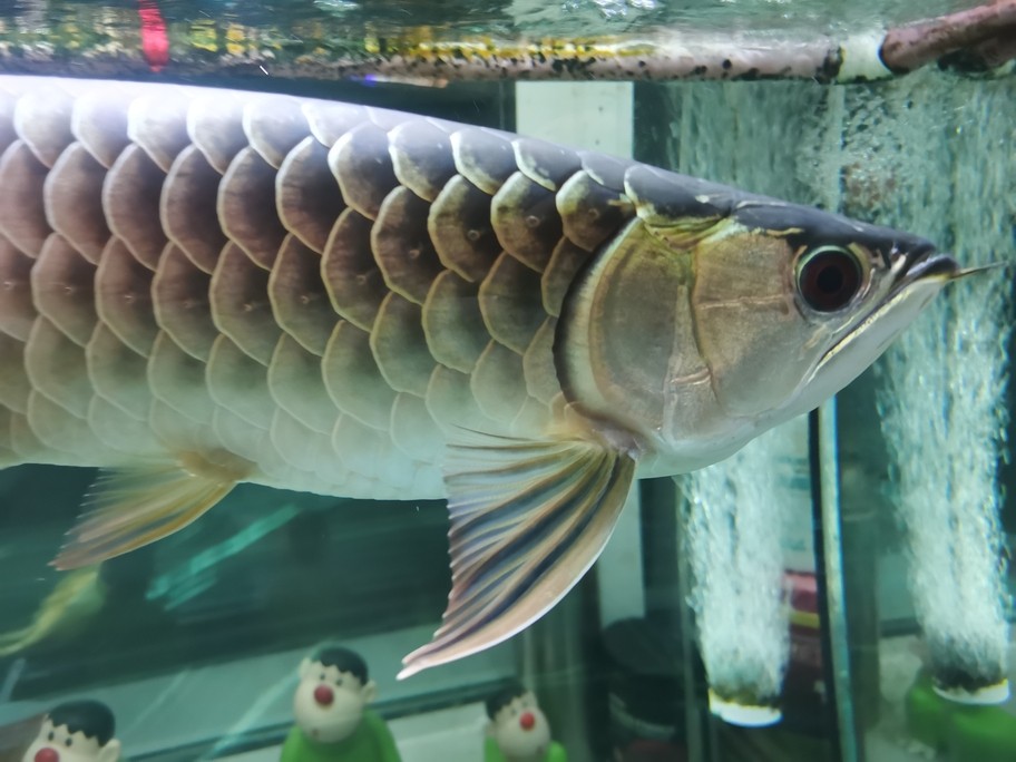 看魚[ciya]