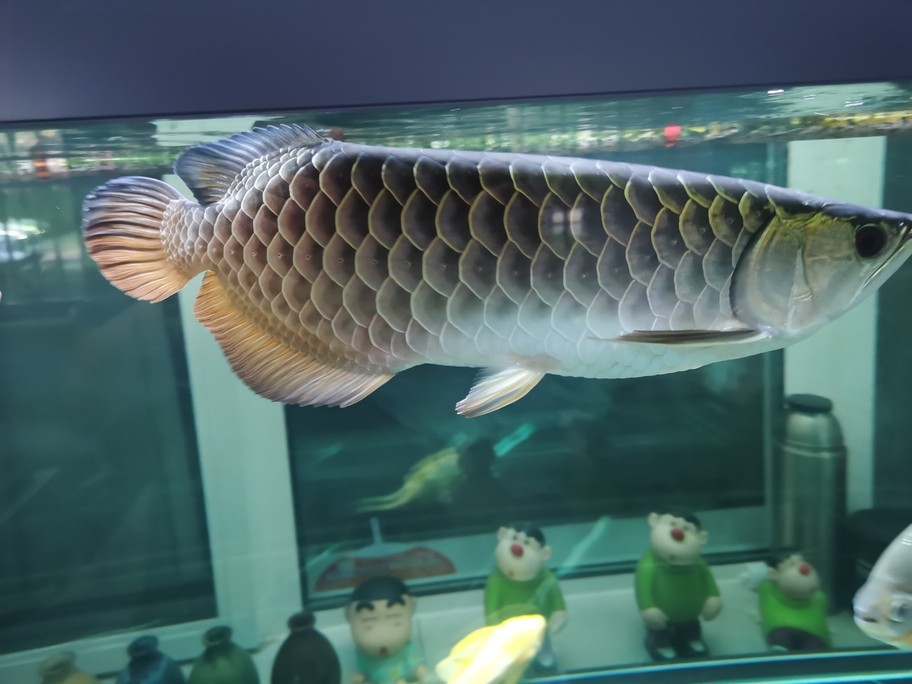 看魚[ciya]