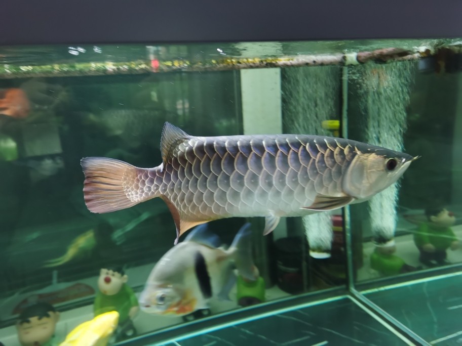 看魚[ciya]