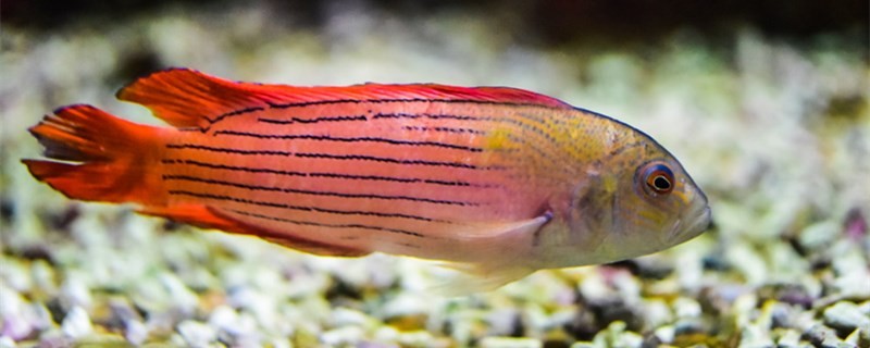 帆布池養魚弊端有哪些帆布池養魚好不好