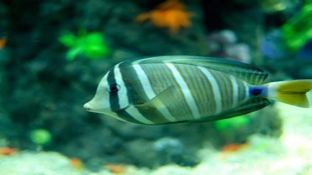觀賞魚混養魚缸怎么養（如何選擇混養觀賞魚） 觀賞魚混養魚缸怎么養（如何選擇混養觀賞魚） 魚缸百科 第3張