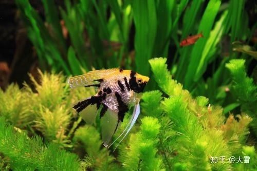 飛鳳魚怎么挑選最好的魚缸，飛鳳魚的飼養(yǎng)技巧至關重要：飛鳳魚怎么挑選最好的魚缸飼養(yǎng)技巧 飛鳳魚怎么挑選最好的魚缸，飛鳳魚的飼養(yǎng)技巧至關重要：飛鳳魚怎么挑選最好的魚缸飼養(yǎng)技巧 魚缸百科 第3張