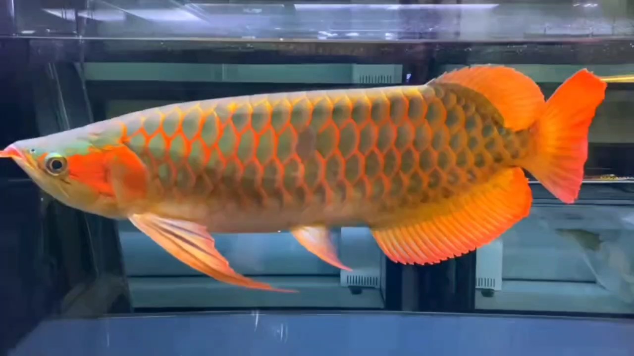 50-52公分 斯巴沃中部紅龍