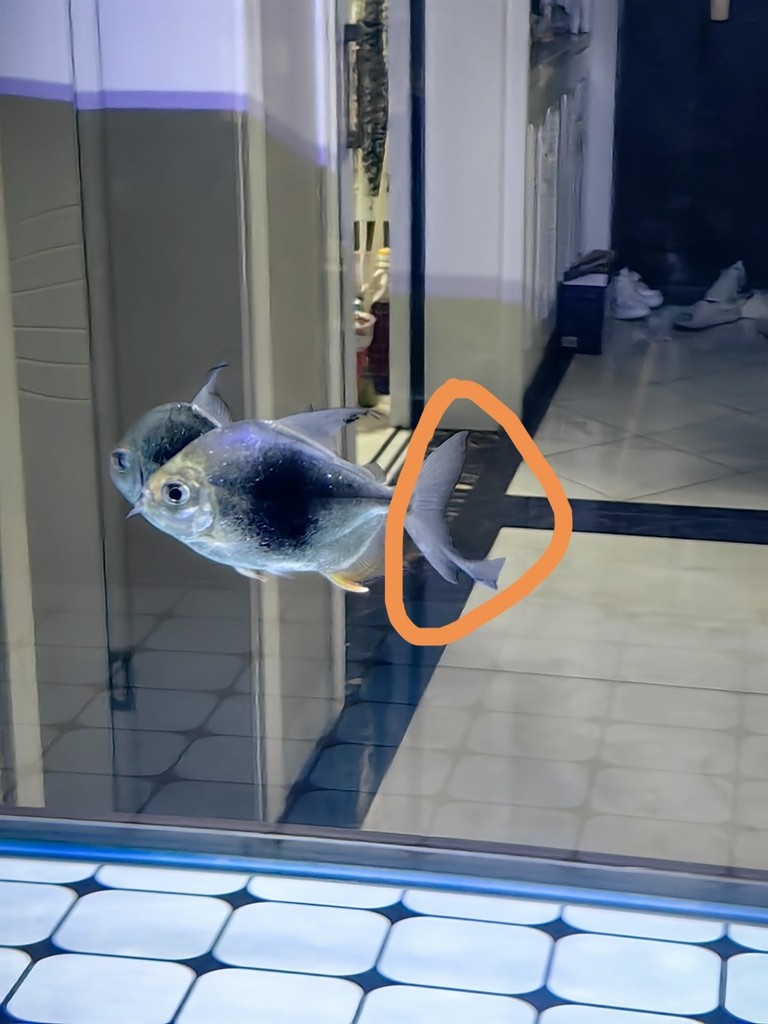 如何辨別龍魚的年齡和生長速度，如何判斷龍魚的年齡和生長速度，準(zhǔn)確判斷龍魚的年齡