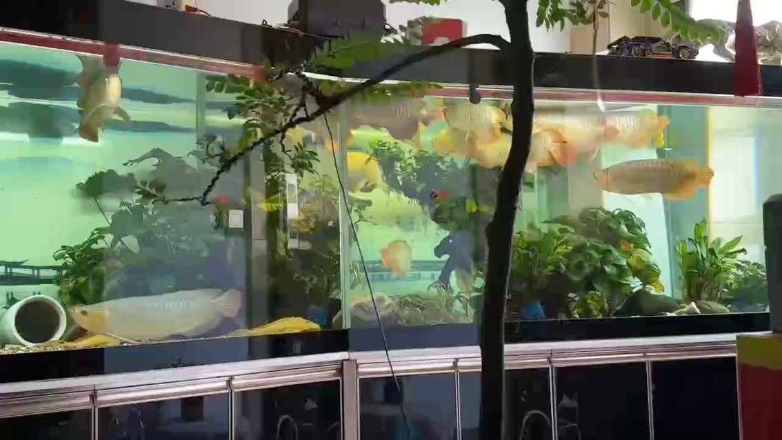 水溫32.5度，龍魚將就將就吧，紅是不可能的了，夏天長身體，冬天再發(fā)色。