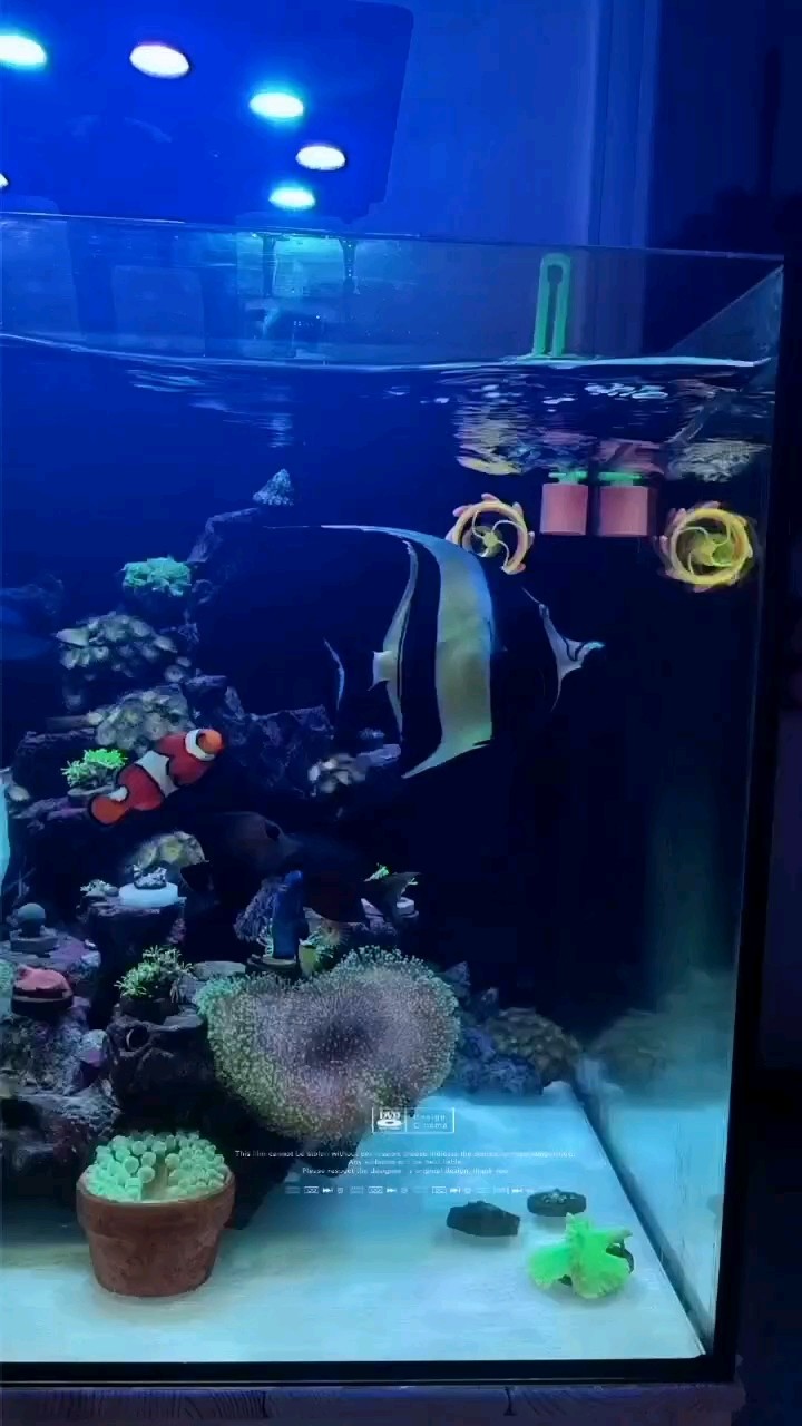 我的海缸