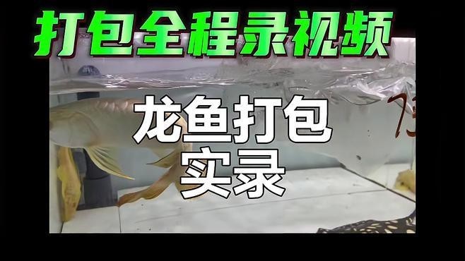 龍魚怎么打包裝的