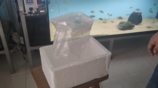 龍魚怎么打包裝的