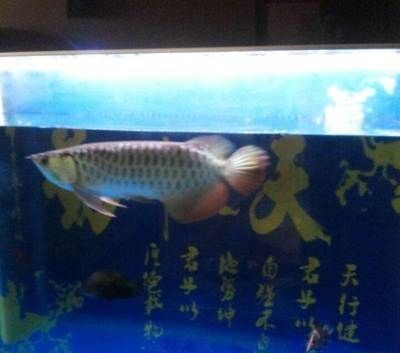 安陽高新區黃金海岸水族館（安陽高新區黃金海岸水族館在哪）