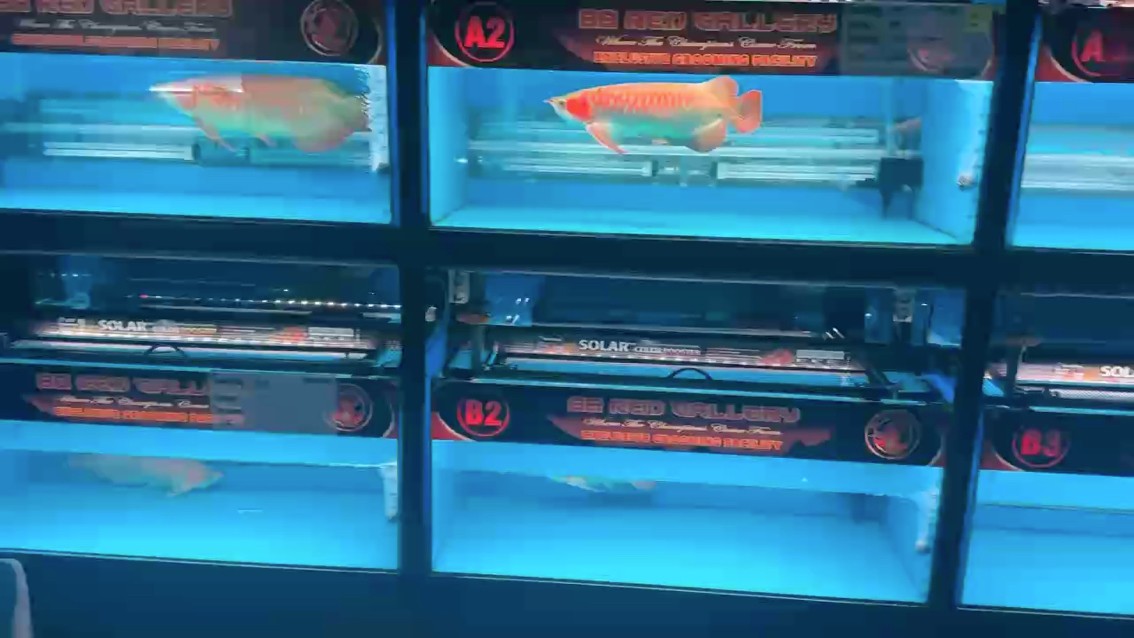 龍魚干蝦有營養嗎 印尼龍魚世界 龍魚論壇 印尼龍魚世界 印尼龍魚世界 龍魚論壇
