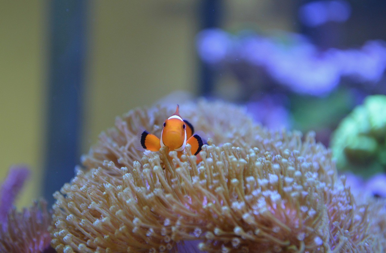魟魚分類圖片