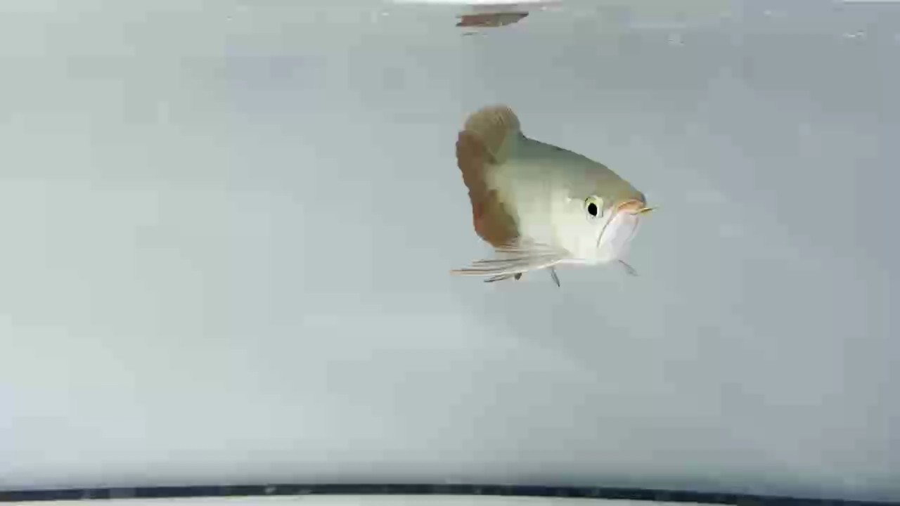 全品大鰭大尾，非常值得培養的一條魚 全品大鰭大尾，非常值得培養的一條魚 龍魚論壇