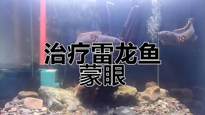 龍魚蒙眼用什么藥最有效果