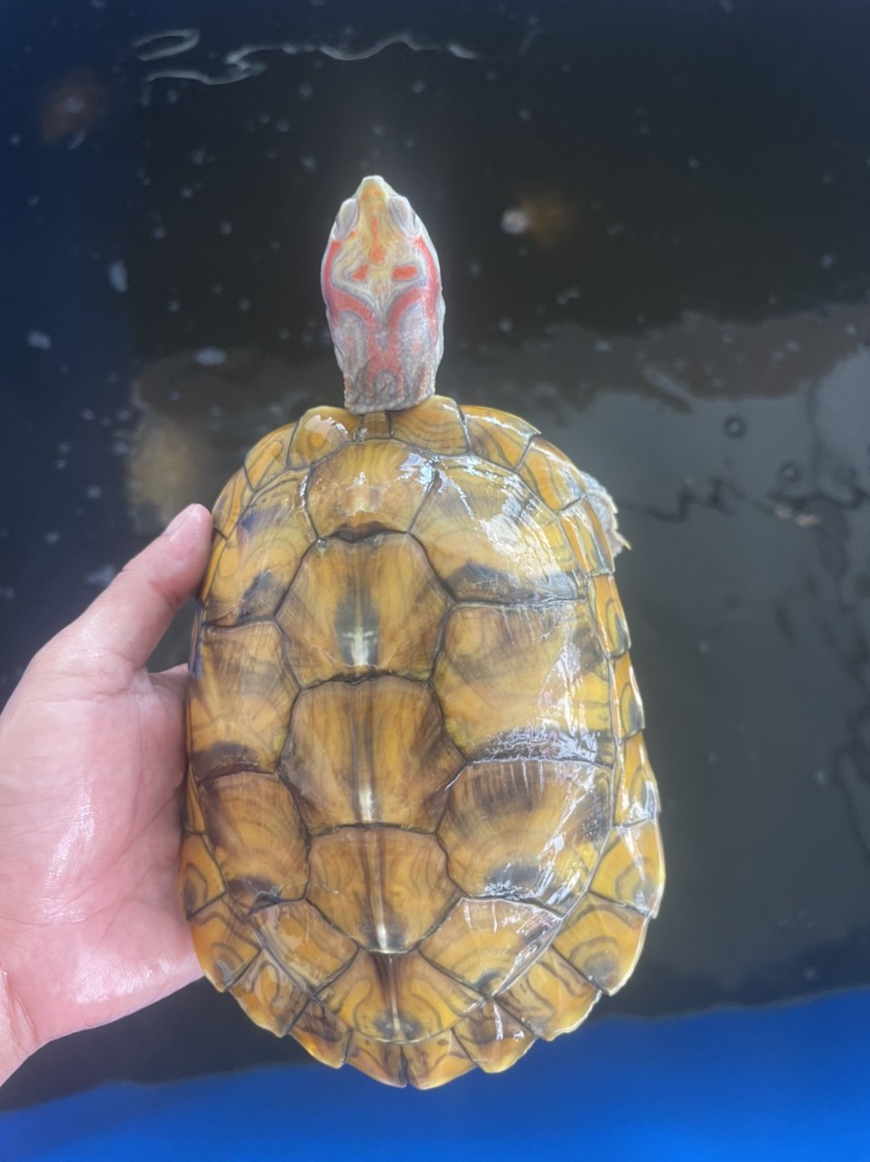變異巴西龜