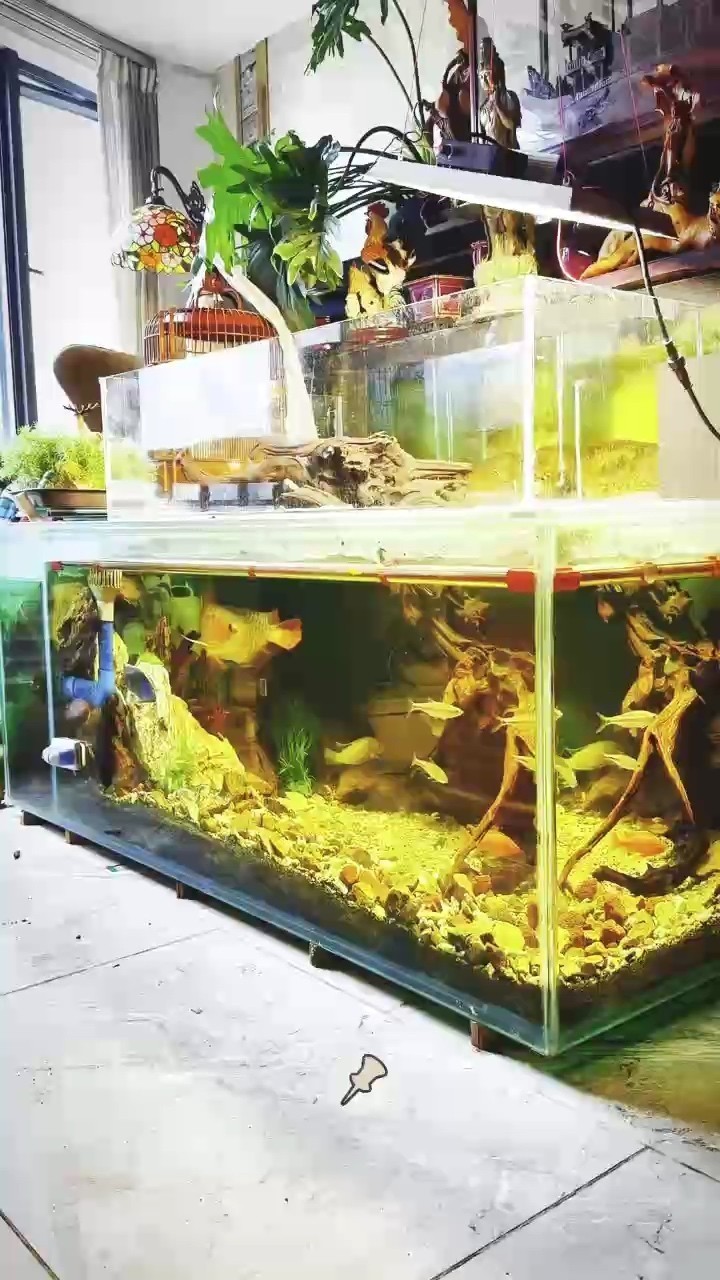 生態(tài)魚(yú)缸養(yǎng)龍魚(yú)