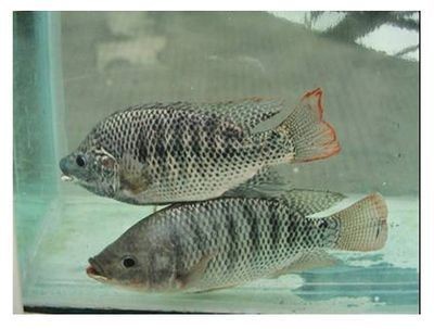紅龍魚吃什么激素可以上色好（紅龍魚吃什么激素可以上色好些）