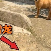 雷龍村是否真實(shí)存在？