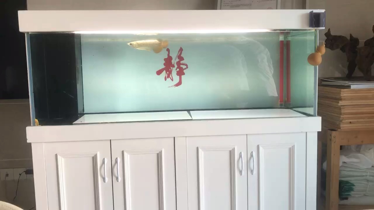 把藥塞蝦里面，吃到甩身子