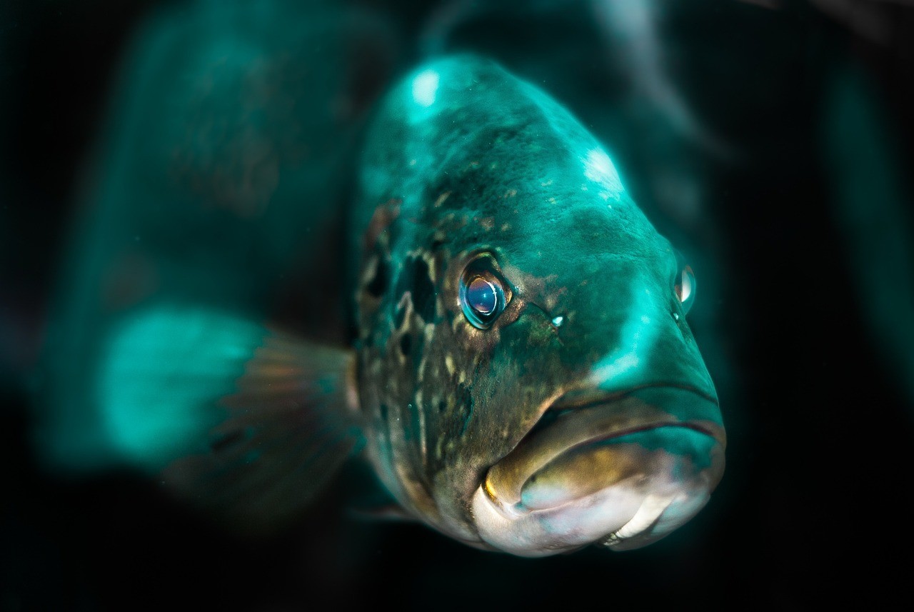 潛水艇魚可以加低鈉鹽